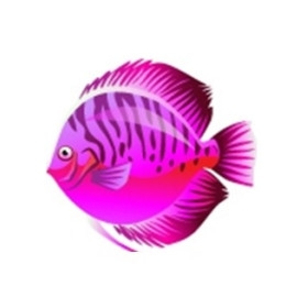 Pink Discus